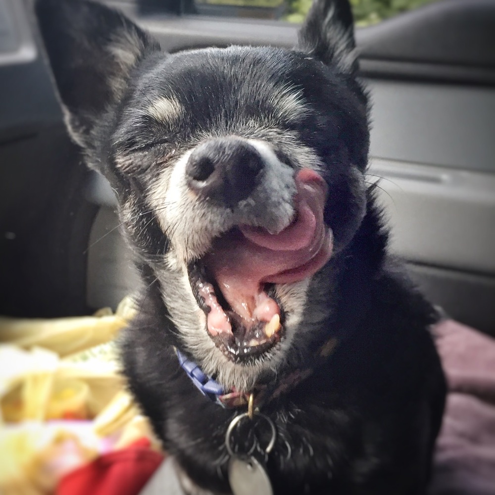 Meet your Posher, Cat